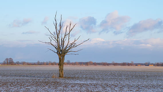 krajina, zimní, strom, mraky, Studený, sníh, Příroda, nebe, scenics - příroda, klidné scény, klid, holý strom, mrak - nebe, rostlina, krása v přírodě, přistát, životní prostředí, pole, nikdo, dálkový, mimoměstské scény, den, venku, větev, izolovaný, mrtvá rostlina, suché podnebí, 4K, CC0, veřejná doména, bez autorských práv