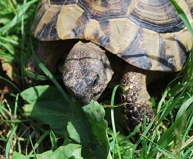 tortuga, estiu, prat, herba, gripau, naturalesa, menjar, terra kakar, animal, animals, fulles, planta, full, part de la planta, camp, creixement, animals a la natura, primer pla, fauna animal, cap gent, rèptil, terra, dia, temes d'animals, a l'aire lliure, un animal, shell, 720P, CC0, domini públic, lliure de regalies