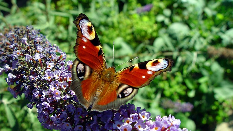 papallona, buddleja davidii, insecte, tancar, papallona de paó, naturalesa, animal, papallona - insecte, bellesa a la natura, vida salvatge, multicolor, ala dels animals, animals i mascotes, macro, primer pla, estiu, un animal, temes d'animals, animals a la natura, flor, planta amb flors, fauna animal, invertebrat, planta, fragilitat, vulnerabilitat, pètal, cap de flor, creixement, centrar-se en primer pla, polinització, cap gent, porpra, a l'aire lliure, 1080P