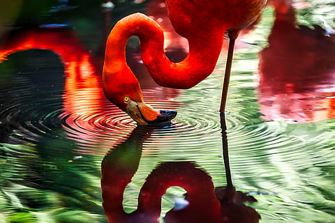 rouge, flamant, corps, eau, oiseau, macro, fermer, hdr, étang, Lac, reflets, coloré, tropiques, tropical, belle, animaux à l'état sauvage, la faune des animaux, thèmes animaux, animal, réflexion, vertébré, front de mer, un animal, journée, la nature, personne, ridée, nager, cou d'animal, 1080P, CC0, domaine public, libre de droits