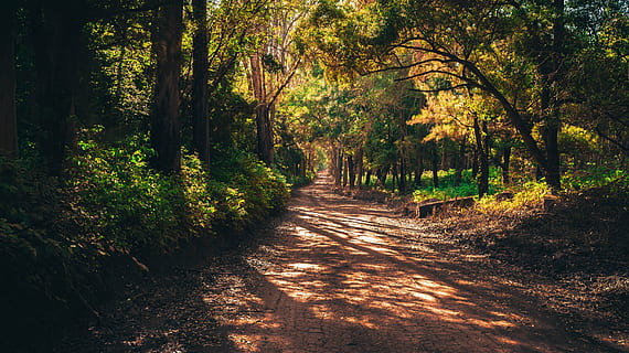 sentiero, mezzo, foresta, mato, strada, infinito, bellezza, pianta, verde, paesaggio, alberi, vegetazione, ambiente, boschi, le foglie, mata atlantica, tronco, legna, volante, natura, flora, botanico, giro, rilassare, sol, brasile, silenzioso, camminare, pista, sabbia, contemplazione, albero, luce del sole, all'aperto, strada a corsia unica, la tranquillità, la strada davanti, bellezza nella natura, direzione, terra, crescita, nessuno, autunno, scenics - natura, scena tranquilla, giorno, ombra, scena non urbana, prospettiva decrescente, bosco, modificare, 5K, CC0, dominio pubblico, privo di copyright