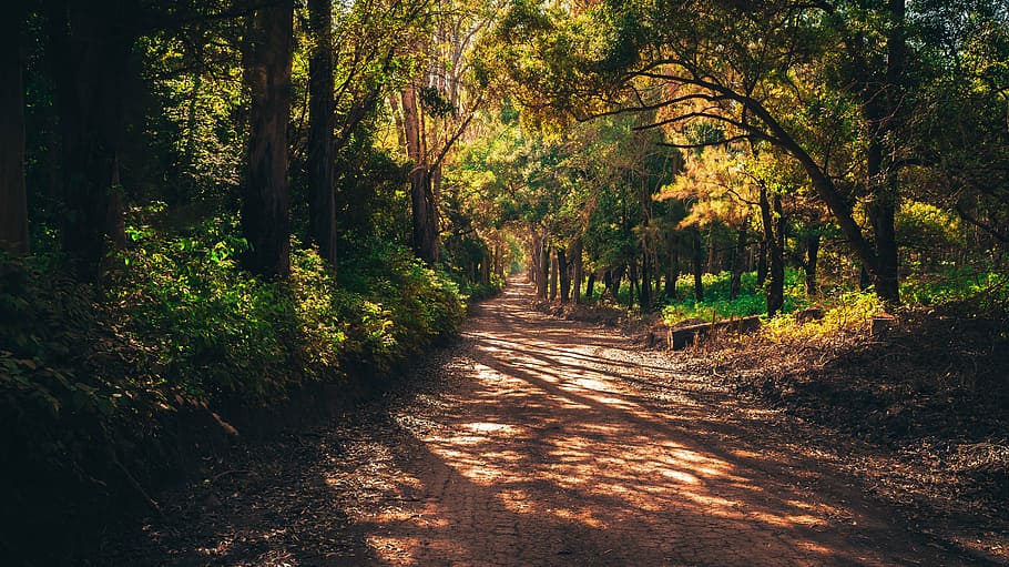mig, bosc, mato, carretera, infinit, bellesa, planta, verd, paisatge, arbres, vegetació, medi ambient, boscos, fulles, mata atlantica, tronc, fusta, volant, naturalesa, flora, botànic, passeig, Camí, relaxa't, sol, Brasil, tranquil, caminar, ruta, sorra, contemplació, arbre, sendera, llum solar, a l'aire lliure, carretera de carril únic, tranquil·litat, el camí a seguir, bellesa a la natura, direcció, terra, creixement, cap gent, tardor, escenics - natura, escena tranquil·la, dia, ombra, escena no urbana, perspectiva decreixent, canvi, 5K