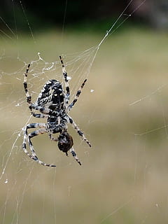 aranya, insecte, teranyina, aràcnids, naturalesa, animal, vida salvatge, carnívor, fantasmal, primer pla, temes d'animals, invertebrat, fauna animal, artròpode, un animal, animals a la natura, fragilitat, centrar-se en primer pla, vulnerabilitat, cames d’animal, dia, web, cap gent, a l'aire lliure, complexitat, 5K, CC0, domini públic, lliure de regalies