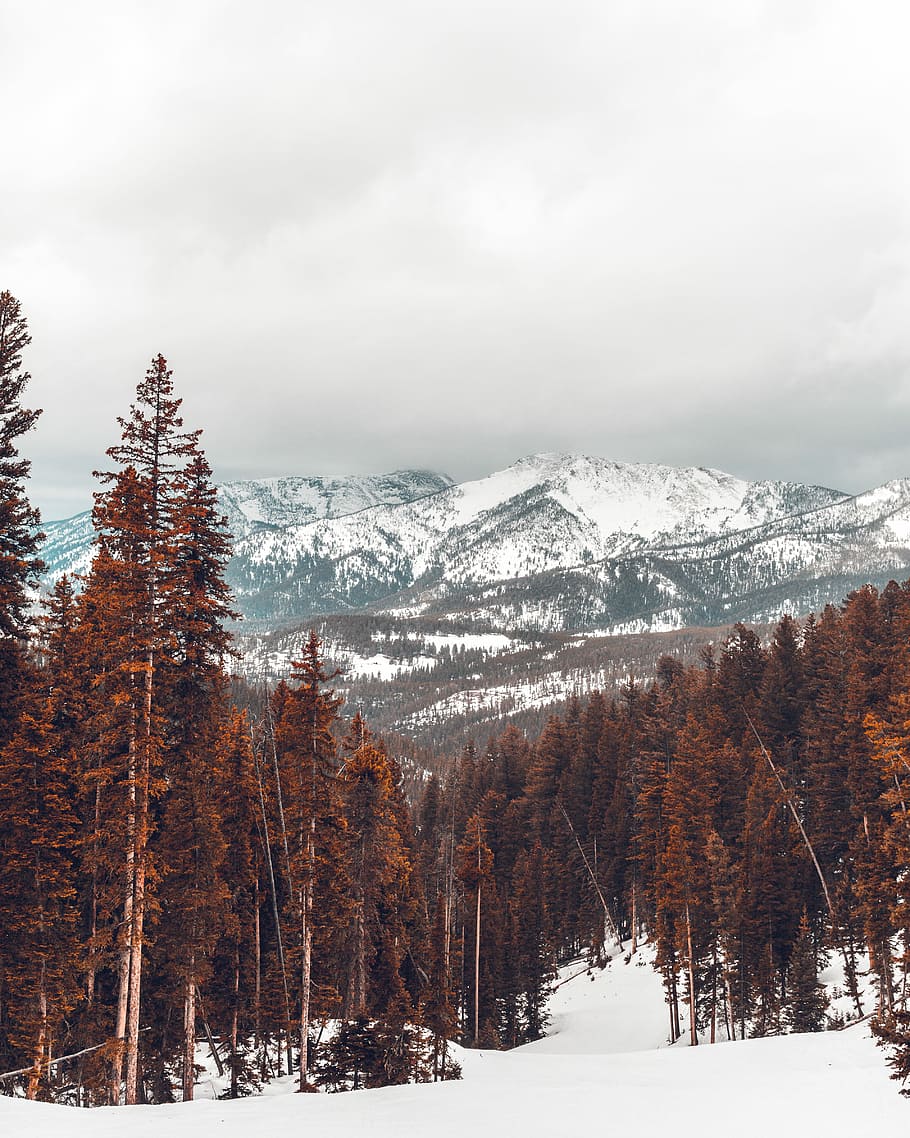 fotografie krajiny, borovice, zasněžené, hora, zelená, stromy, divočina, zimní, strom, les, zatažený, mrak, sníh, Příroda, mlha, christma, Studený, studená teplota, rostlina, krása v přírodě, scenics - příroda, životní prostředí, přistát, klidné scény, nebe, mimoměstské scény, jehličnatého stromu, krajina, klid, nikdo, borové lesy, zasněžené hory, pohoří, venku, vždy zelený strom, 4K