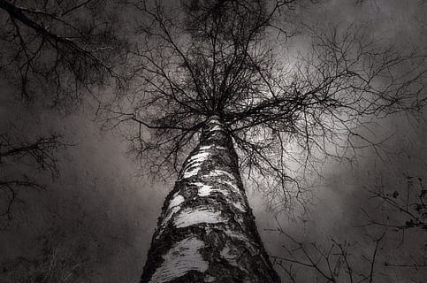 Baum, Natur, Bäume, Blatt, Landschaft, Blätter, Birke, Himmel, schwarz, Weiß, b w, Schwarz und weiß, Baumstamm, Pflanze, Kofferraum, keine Leute, Ruhe, kahler Baum, Ast, Wald, Schönheit in der Natur, draußen, Land, Flachwinkelansicht, Szenen - Natur, Nebel, Wachstum, Tag, Baumkrone, direkt darunter, 2K, CC0, gemeinfrei, lizenzfrei