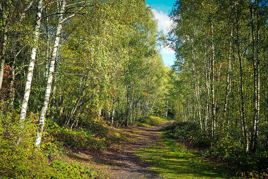buit, carretera, verd, arbres de fulles, bosc, naturalesa, paisatge, arbres, fulles, bedoll, lluny, senderisme, relaxa't, descans, relaxació, correr, finals d’estiu, idil·li, planta, arbre, terra, creixement, bellesa a la natura, escena tranquil·la, tranquil·litat, direcció, el camí a seguir, escena no urbana, cap gent, escenics - natura, color verd, dia, Carretera bruta, tronc, tronc de l'arbre, a l'aire lliure, ruta, 4K