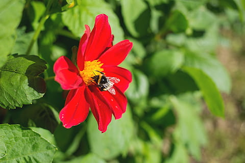 nature, bee, bumblebee, flora, flower, garden, green, honey, plant, red, spring, summer, yellow, flowering plant, beauty in nature, fragility, vulnerability, insect, one animal, petal, flower head, growth, freshness, animals in the wild, invertebrate, animal wildlife, inflorescence, animal, animal themes, close-up, no people, pollination, pollen, 4K, CC0, public domain, royalty free