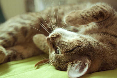 yetişkin, kahverengi, siyah, kedi, yalanlar, yeşil, Tekstil, yatak, geri, pisi, ev kedisi, hayvan, memeli, Evcil Hayvanlar, hayvan temaları, yerli, bir hayvan, kedi bıyığı, gevşeme, kapatmak, uzanmak, hayvan vücut kısmı, Gözler kapalı, uyuyor, insansız, esneme, içeriye, hayvan başı, ağzı açık, tekir, hayvan ağzı, uyuklayan, 2K, CC0, kamu malı, telif ücretsiz