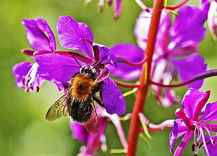 Biene in voller Blüte, Sommer-, Pflanze, Insekt, Biene, Natur, Blume, Bestäubung, Tier, Nahansicht, Blütenblatt, Pollen, lila, blühende Pflanze, Tierthemen, wirbellos, Schönheit in der Natur, Tierwelt, Tiere in freier Wildbahn, Zerbrechlichkeit, ein Tier, Blütenkopf, Verletzlichkeit, Wachstum, Frische, Hummel, keine Leute, pinke Farbe, Honigbiene, draußen, Frühling, 1080P, CC0, gemeinfrei, lizenzfrei
