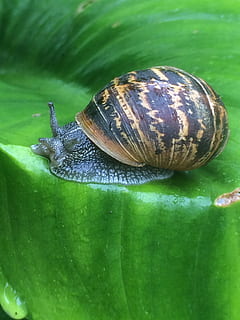melc, frunze, proaspăt, natură, umed, moluscă, mocirlă, maro, animale sălbatice, noroios, animal, crawling, încet, gasteropod, a închide, macro, coajă de animale, alunecos, mic, un animal, animale tematice, animale în sălbăticie, Culoarea verde, nevertebrat, coajă, nici o persoana, parte a plantelor, zi, antena animală, insectă, în aer liber, 2K, CC0, domeniu public, fără drepturi de autor