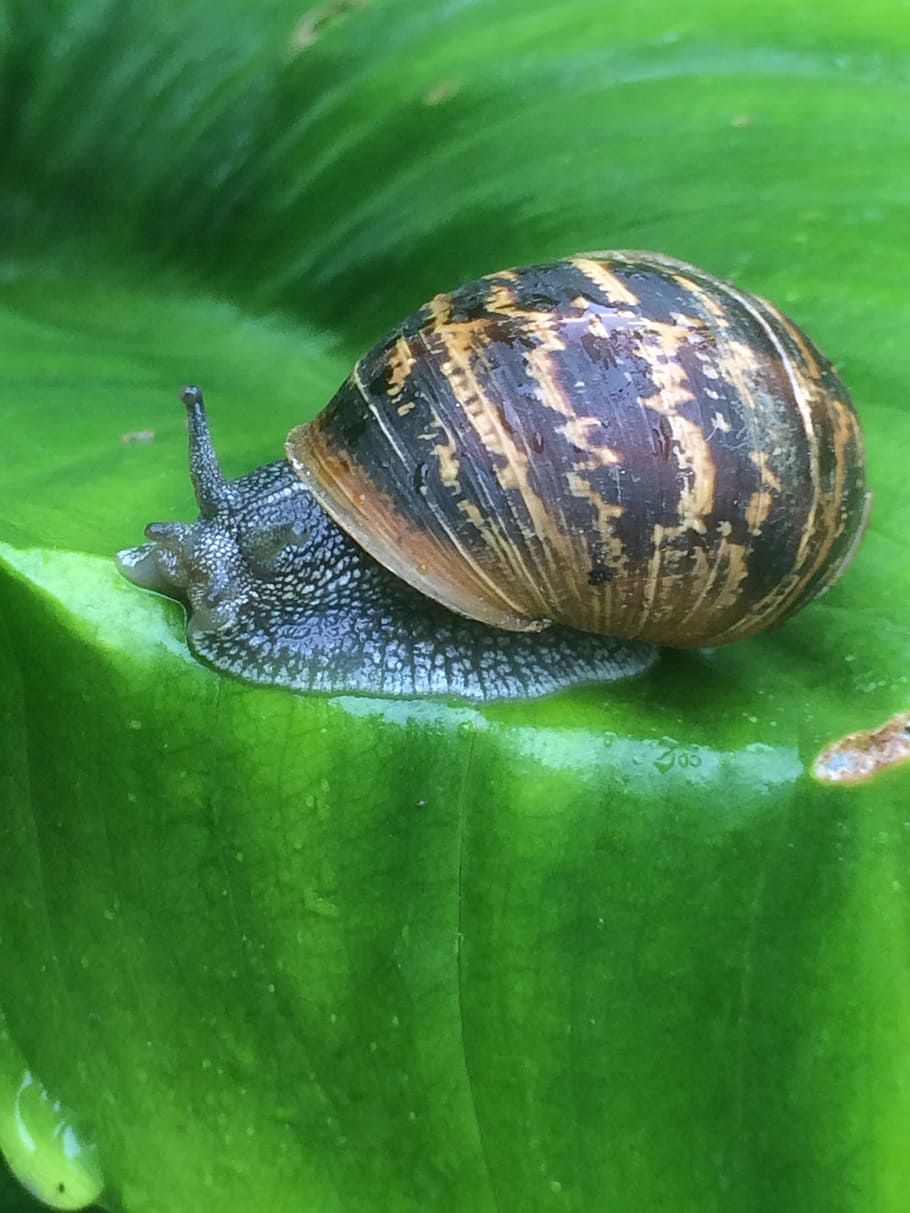 cargol, full, fresc, naturalesa, humit, mol·lusc, llim, marró, vida salvatge, viscós, animal, rastreig, lent, gasteròpode, primer pla, macro, closca d’animals, relliscós, petit, slug, un animal, temes d'animals, animals a la natura, fauna animal, color verd, invertebrat, shell, cap gent, part de la planta, dia, antena animal, insecte, a l'aire lliure, 2K