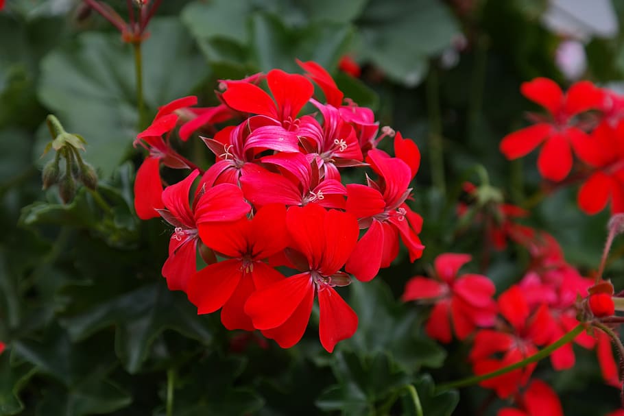 gerani, flor, florir, vermell, flora, gerani vermell, vermell intens, sang vermella, Vermell brillant, colorit, color, pelargonium peltatum, penjar gerani, peltatum híbrid, gerani d'heura, flor de la cultura, cultiu, pelargonium, hivernacle de gerani, geraniaceae, magnífic exemplar, planta de llit, planta de balcó, art pelargonium, híbrido pelargonium, flor de balcó, flor d'estiu, creixement, pètal, planta, naturalesa, planta amb flors, vulnerabilitat, fragilitat, bellesa a la natura, frescor, cap de flor, inflorescència, primer pla, centrar-se en primer pla, part de la planta, full, dia, cap gent, botànica, a l'aire lliure, 5K