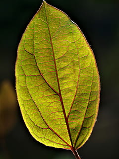 blad, efterår, flora, natur, vækst, plante del, tæt på, bladvenen, ingen mennesker, plante, skønhed i naturen, naturligt mønster, fokus på forgrunden, sårbarhed, dag, udendørs, grøn farve, skrøbelighed, lave om, gul, sort baggrund, blade, naturlig tilstand, 2K, CC0, offentligt domæne, royaltyfrie