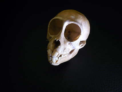 skull, bone, skeleton, skull bone, skull and crossbones, weird, primate, dead, alien, black background, human skeleton, human body part, human skull, spooky, single object, human bone, close-up, indoors, still life, studio shot, body part, anatomy, animal body part, horror, fear, 2K, CC0, public domain, royalty free