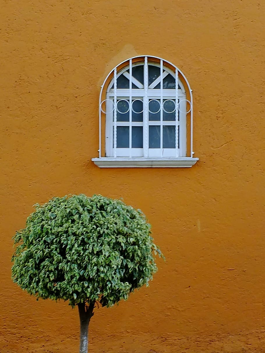 semplice, ramo, foglia, pianta, contento, decorativo, decorazione, stilizzato, colorato, stile, comfort, finestra, arancia, giallo, esterno dell'edificio, struttura costruita, architettura, caratteristica della parete, costruzione, giorno, nessuno, colore verde, crescita, Casa, all'aperto, avvicinamento, pianta in vaso, colore arancione, natura, parete, sfondo colorato, telaio della finestra, 1080P
