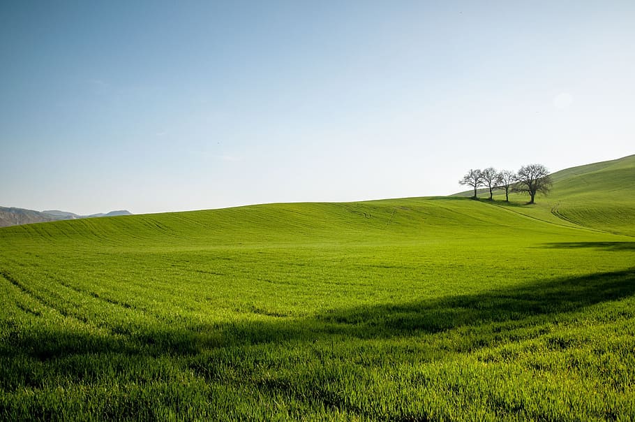 quattro, albero, verde, campo, terreno edificabile, collina, cielo, blu, primavera, tramonto, natura, scena rurale, agricoltura, paesaggio, copia spazio, terra, la tranquillità, ambiente, colore verde, bellezza nella natura, erba, pianta, scena tranquilla, scenics - natura, idilliaco, giorno, nessuno, scena non urbana, paesaggio ondulato, all'aperto, 2K