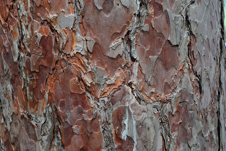 braune Holzrinde, Baumrinde, rote Kiefer, Natur, Kiefer, rot, Holz, Wald, Borke, Kofferraum, Textur, texturiert, Hintergründe, Vollbild, Muster, Rau, abstrakt, Nahansicht, keine Leute, Tag, Baumstamm, braun, draußen, natürliches Muster, Pflanzenrinde, verwittert, gebaute Struktur, beschädigt, Baum, Rock, erodiert, 5K
