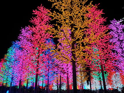 artificiale, albero, luce, notte, colorato, pianta, illuminato, multicolore, Inquadratura dal basso, natura, nessuno, crescita, bellezza nella natura, celebrazione, cielo, modificare, decorazione, all'aperto, colore rosa, ramo, attrezzatura per l'illuminazione, fiore, 2K, CC0, dominio pubblico, privo di copyright