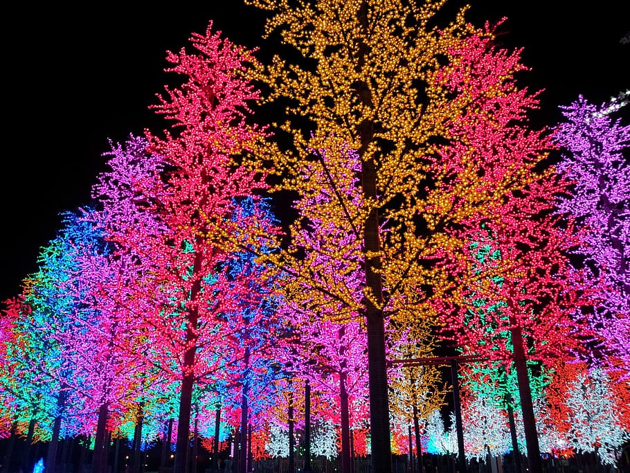 artificiale, albero, luce, notte, colorato, pianta, illuminato, multicolore, Inquadratura dal basso, natura, nessuno, crescita, bellezza nella natura, celebrazione, cielo, modificare, decorazione, all'aperto, colore rosa, ramo, attrezzatura per l'illuminazione, fiore, 2K