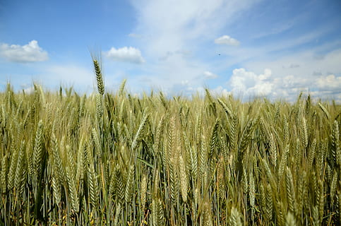 blat, sègol, triticale, camp, blat de moro, collita, poble, cultius de camp, el rerefons, núvols, fenc, paisatge, herba, gra, el cultiu de, agricultura, planta, creixement, cel, cultiu, planta de cereals, terra, escena rural, granja, núvol - cel, bellesa a la natura, tranquil·litat, naturalesa, escenics - natura, dia, escena tranquil·la, medi ambient, cap gent, a l'aire lliure, tija, plantació, 4K, CC0, domini públic, lliure de regalies
