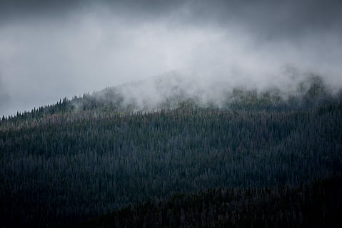 skog trefelt, dekket, tåke, bilde, fjell, trær, røyk, dagtid, Sky, mørk, tre, skog, grå, skyet, hvit, mørk grønn, grønn, åsside, høyde, natur, anlegg, miljø, land, landskap, himmel, sky - himmel, skjønnhet i naturen, naturskjønnhet - natur, ingen folk, felt, ro, ikke-urbane scene, gress, røyk - fysisk struktur, utendørs, furutre, furuskog, nåletre, eviggrønne treet, kraft i naturen, 5K, CC0, offentlig domene, opphavsrett gratis