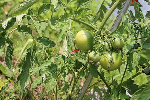 Tomate, Obst, Essen und Trinken, gesundes Essen, Lebensmittel, grüne Farbe, Wachstum, Blatt, Pflanzenteil, Pflanze, Wohlbefinden, Baum, Frische, Natur, Tag, keine Leute, organisch, Ast, Nahansicht, Landwirtschaft, Apfel - Frucht, unreif, draußen, reif, 5K, CC0, gemeinfrei, lizenzfrei