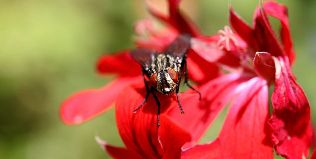 fly, macro, insect, head, flower, animal themes, one animal, animals in the wild, red, nature, petal, animal wildlife, close-up, flowering plant, invertebrate, freshness, beauty in nature, animal, plant, vulnerability, fragility, flower head, inflorescence, no people, pollination, pollen, outdoors, springtime, 2K, CC0, public domain, royalty free