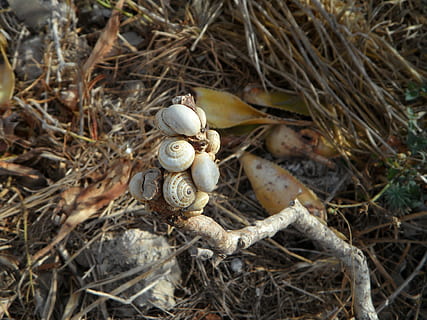 caramujos, Concha, conchas de caracóis, Carregando, eng, muitos, quantitativo, plantar, dia, fechar-se, animal, ninguém, temas animais, natureza, animais selvagens, visão de alto ângulo, animais em estado selvagem, terra, galho, concha animal, invertebrado, grupo de animais, ao ar livre, foco seletivo, molusco, 4K, CC0, domínio público, royalty free