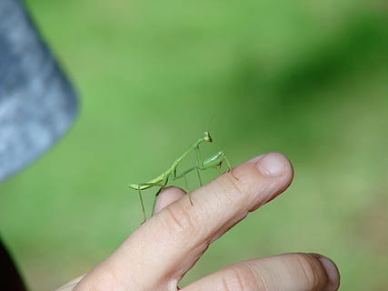 owad, Zielony, palec, dłoń, ciekawość, niemowlę, modląc się, Natura, zwierzę, zbliżenie, makro, Modliszka, dzikiej przyrody, ludzka ręka, część ludzkiego ciała, bezkręgowy, jedno zwierzę, zielony kolor, zwierzęca przyroda, zwierzęta na wolności, tematy zwierzęce, część ciała, jedna osoba, skupić się na pierwszym planie, osoba nie do poznania, prawdziwi ludzie, ludzki palec, dzień, na dworze, damselfly, mały, ludzka kończyna, 2K, CC0, domena publiczna, darmowe zdjęcia