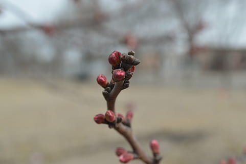 widoki, krajobraz, wiosna, skupić się na pierwszym planie, roślina, kwiat, zbliżenie, Natura, dzień, wzrost, owoc, jedzenie i picie, piękno natury, żadnych ludzi, świeżość, roślina kwitnąca, jedzenie, czerwony, zdrowe odżywianie, pączek, drzewo, na dworze, Oddział, 5K, CC0, domena publiczna, darmowe zdjęcia