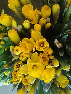 Pasqua, lliris de pasqua, plantes, flor, groc, planta amb flors, frescor, vulnerabilitat, fragilitat, cap de flor, inflorescència, bellesa a la natura, planta, pètal, primer pla, creixement, naturalesa, vista d’angle alt, cap gent, dia, arranjament floral, bouquet, a l'aire lliure, pol·len, Ram de flors, 2K, CC0, domini públic, lliure de regalies