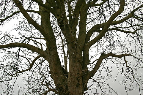 strom, listnatý strom, Příroda, nebe, krajina zima, zimní, Studený, log, větev, estetický, šedá obloha, Šedá, mlha, nálada, silnice, odpočinek, tichý, rostlina, nízký úhel pohledu, holý strom, kmen stromu, kufr, nikdo, klid, den, venku, krása v přírodě, růst, pozadí, celý rám, čisté nebe, mimoměstské scény, strom baldachýn, 2K, CC0, veřejná doména, bez autorských práv