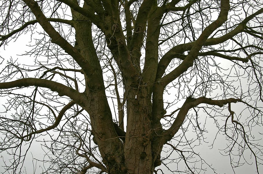 strom, listnatý strom, Příroda, nebe, krajina zima, zimní, Studený, log, větev, estetický, šedá obloha, Šedá, mlha, nálada, silnice, odpočinek, tichý, rostlina, nízký úhel pohledu, holý strom, kmen stromu, kufr, nikdo, klid, den, venku, krása v přírodě, růst, pozadí, celý rám, čisté nebe, mimoměstské scény, strom baldachýn, 2K