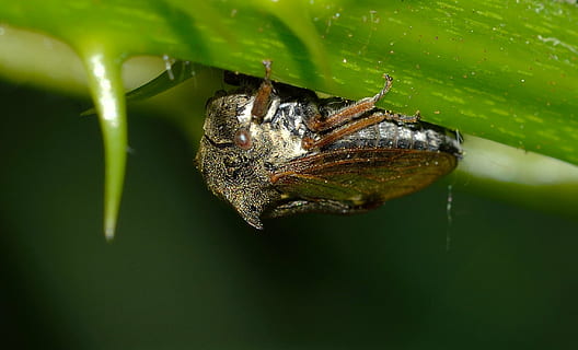 insekter, sanne feil, cicalide, insekt, natur, dyr, nærbilde, makro, blad, dyreliv, dyre temaer, ett dyr, dyr i naturen, grønn farge, virvelløse, ingen folk, vann, plante del, dag, dyr kroppsdel, utendørs, anlegg, selektiv fokusering, 1080P, CC0, offentlig domene, opphavsrett gratis
