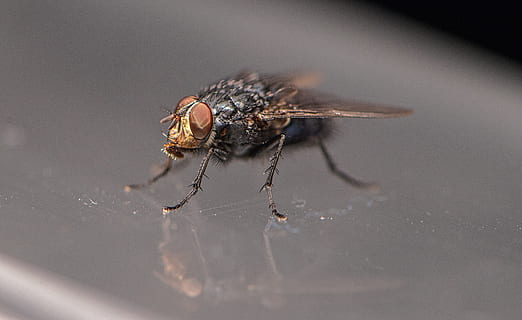 fliegen, Insekt, Fehler, Makro, Flügel, klein, Biologie, Natur, Tier, Nahansicht, Stubenfliege, Pest, ein Tier, Tierthemen, Tiere in freier Wildbahn, Tierwelt, Spinne, wirbellos, Gliederfüßer, Tierflügel, selektiver Fokus, keine Leute, Spinnentier, Tierkörperteil, draußen, Tag, Tierauge, 5K