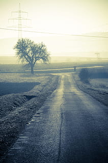 chemin forestier, une façon, chemin, la nature, rural, surface, arbre, strommast, ligne électrique, sentier de la nature, récupération, randonnée, Piste, voie, voie migratoire, idylle, Matin, route forestière, chêne, gang, avenue bordée d'arbres, été, art numérique, route, ciel, plante, transport, la voie à suivre, électricité, direction, pylône électrique, personne, environnement, câble, paysage, tranquillité, brouillard, beauté dans la nature, scène tranquille, perspective décroissante, en plein air, 4K, CC0, domaine public, libre de droits