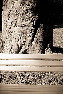 tree, bank, structure, park, outdoors, nature, bench, no people, transportation, day, road, sunlight, built structure, architecture, land, connection, rock formation, water, rock, motion, rail transportation, dirt, solid, track, textured, 1080P, CC0, public domain, royalty free