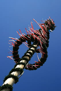 fotografia d'angle baix, marró, verd, pol, clar, cel, durant el dia, maypole, primavera, tradició, blau, baviera, personalitzat, pot, arbre decorat, costums, celebració, colorit, bandes, un animal, cap gent, vista d’angle baix, cel clar, dia, temes d'animals, a l'aire lliure, primer pla, naturalesa, llum solar, vermell, planta, cultura i entreteniment artístic, esdeveniment, assolellat, penjant, arquitectura, Festival, 4K, CC0, domini públic, lliure de regalies