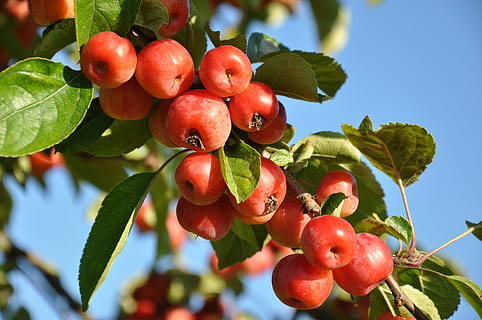 rote Tomaten, Pflaume, Obst, Obstbaum, Frühling, rot, Leistung, Ernte, Äpfel, Natur, Baum, Obstbäume, Garten, Sammlung, rote Früchte, Obstgarten, Blatt, Ast, Landwirtschaft, reif, Lebensmittel, Frische, Sommer-, organisch, Herbst, Essen und Trinken, gesundes Essen, Pflanzenteil, Wachstum, Pflanze, Nahansicht, Beerenfrucht, Tag, grüne Farbe, keine Leute, Wohlbefinden, Flachwinkelansicht, Schönheit in der Natur, draußen, Vogelbeere, 4K, CC0, gemeinfrei, lizenzfrei