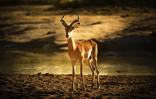 marró, cérvol, sòl, durant el dia, impala, llit del riu, llum de fons, pacífica, antílop, temes d'animals, animals a la natura, animal, fauna animal, vertebrats, mamífer, un animal, de peu, cap gent, naturalesa, llum solar, terra, longitud completa, herbívors, bellesa a la natura, centrar-se en primer pla, dia, animals domèstics, a l'aire lliure, clima, clima àrid, 4K, CC0, domini públic, lliure de regalies
