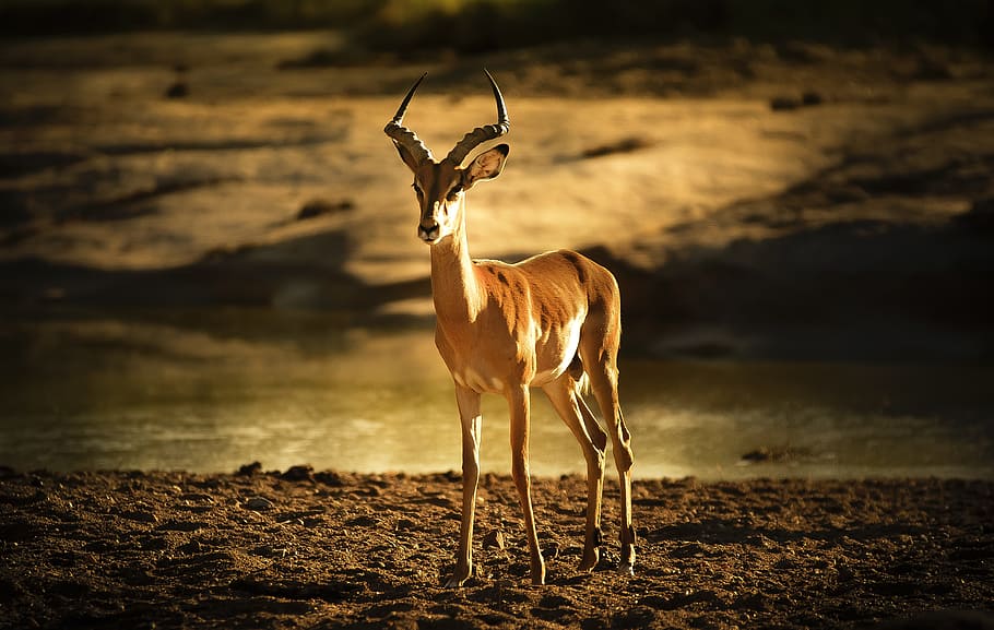 marró, cérvol, sòl, durant el dia, impala, llit del riu, llum de fons, pacífica, antílop, temes d'animals, animals a la natura, animal, fauna animal, vertebrats, mamífer, un animal, de peu, cap gent, naturalesa, llum solar, terra, longitud completa, herbívors, bellesa a la natura, centrar-se en primer pla, dia, animals domèstics, a l'aire lliure, clima, clima àrid, 4K