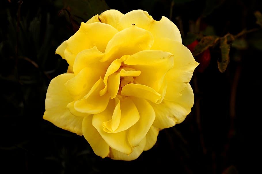 rosa, luce, giallo, insetto, raggi, fiorire, fioritura, rose gialle, romantico, petali di rosa, vicino, romanza, amore, bellissimo, bellezza, fragranza, San Valentino, natura, petalo, pianta, fiore, avvicinamento, testa di fiore, pianta fiorita, vulnerabilità, fragilità, bellezza nella natura, infiorescenza, freschezza, crescita, nessuno, concentrarsi sulle conoscenze acquisite, all'aperto, sfondo nero, primavera, morbidezza, focalizzazione morbida, 5K