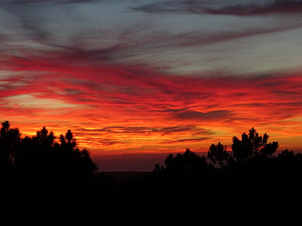Silhouette, Pflanzen, Sonnenuntergang, Silhouette Bäume, Himmel, blutender Himmel, Feuerhimmel, roter Himmel, rot, Gelb, Stimmung, Wald, Bäume, Wolken, Flammenwolke, Feuerwolke, feuer himmelfeuer, Himmel des roten Feuers, wolke - himmel, Schönheit in der Natur, Baum, Ruhe, ruhige Szene, orange Farbe, Szenen - Natur, Pflanze, keine Leute, Natur, Dramatischer Himmel, idyllisch, Landschaft, draußen, Umgebung, Nicht-städtische Szene, Wachstum, 5K, CC0, gemeinfrei, lizenzfrei