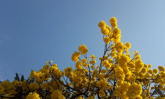 arbre, lapacho groc, flors, demà, groc, planta, cel, creixement, bellesa a la natura, cel clar, naturalesa, vista d’angle baix, frescor, flor, cap gent, planta amb flors, dia, fragilitat, vulnerabilitat, còpia espai, a l'aire lliure, llum solar, primavera, cap de flor, 1080P, CC0, domini públic, lliure de regalies