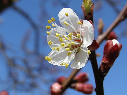 spring, flower, tree, white, tender, flowering plant, plant, fragility, freshness, vulnerability, blossom, beauty in nature, growth, springtime, petal, close-up, white color, branch, focus on foreground, nature, twig, inflorescence, pollen, flower head, no people, outdoors, cherry blossom, plum blossom, cherry tree, 2K, CC0, public domain, royalty free