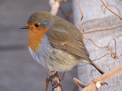 Robin, Just, Chilling, robin, just, bird, one animal, animal wildlife, animals in the wild, nature, animal themes, vertebrate, animal, perching, focus on foreground, close-up, branch, no people, day, twig, tree, plant, outdoors, wood - material, animal eye, 1080P, CC0, public domain, royalty free