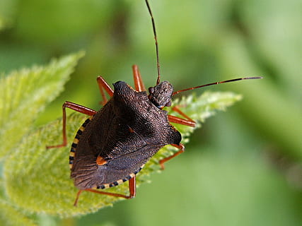 fechar-se, fotografia, bug de escudo, verde, erro, Folha, inseto, Castanho, macro, ledenice, Boêmia do Sul, natureza, animal, invertebrado, temas animais, animais em estado selvagem, animais selvagens, um animal, focar em primeiro plano, antena animal, ninguém, cor verde, foco seletivo, plantar, dia, parte do corpo animal, gafanhoto, ao ar livre, beleza na natureza, 1080P, CC0, domínio público, royalty free