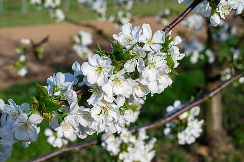 selectiu, focalitzar la fotografia, blanc, flor petalada, cirerers, florir, kaiserstuhl, primavera, arbre fruiter, arbre, flor, flor de cirerer, flor blanca, flors, branques, blütenmeer, sol, planta amb flors, planta, fragilitat, frescor, vulnerabilitat, Color blanc, bellesa a la natura, centrar-se en primer pla, creixement, primer pla, naturalesa, pètal, cap gent, branca, cap de flor, inflorescència, a l'aire lliure, pol·len, cirerer, 4K, CC0, domini públic, lliure de regalies
