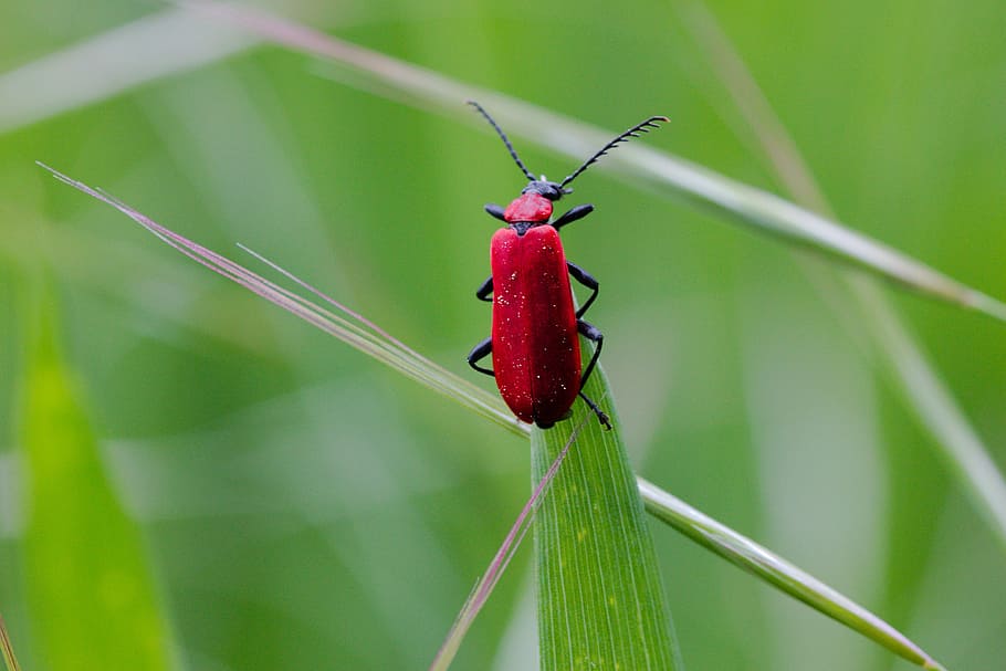 Natur, Insekt, Sommer-, Blatt, Pflanze, Tierwelt, schließen, Farbe, klein, Gras, Tier, Umgebung, wild, Wachstum, Wiese, Flügel, Grün, Fluginsekt, Käfer, Makro, rot, Gräser, Tierthemen, ein Tier, wirbellos, Tiere in freier Wildbahn, grüne Farbe, Nahansicht, Fokus auf den Vordergrund, keine Leute, Pflanzenteil, Tierkörperteil, Tag, Tierantenne, Grashalm, 5K
