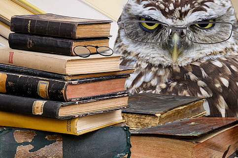 brun, ugle, ved siden av, stable, bøker, fugl, dyr, fjærdrakt, dyr verden, fjær, regning, visdom, vet, intelligens, pedagogikk, utdanning, lære, studere, briller, lese, komponering, photoshop, bilde manipulasjon, rovfugl, bok, utgivelse, virveldyr, ett dyr, dyreliv, dyr i naturen, ingen folk, nærbilde, fokusere på forgrunnen, portrett, innendørs, Ørn, gule øyne, lærebok, 4K, CC0, offentlig domene, opphavsrett gratis